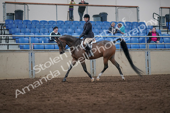 2019 Morgan Horse Show - Sept 01, 2019 - 08582