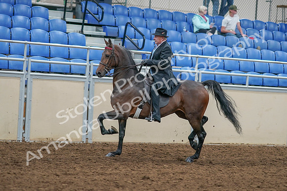 2020 - AB Morgan Horse - Sat, Sept 05 - 07915