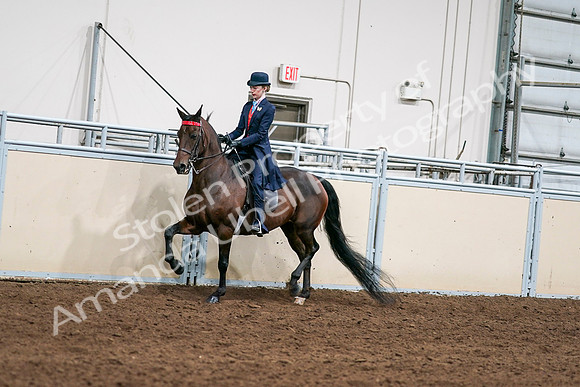 2020 - AB Morgan Horse - Sat, Sept 05 - 08527