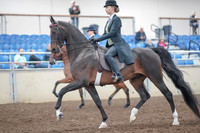 2019 Morgan Horse Show - Aug 31, 2019 - 08484