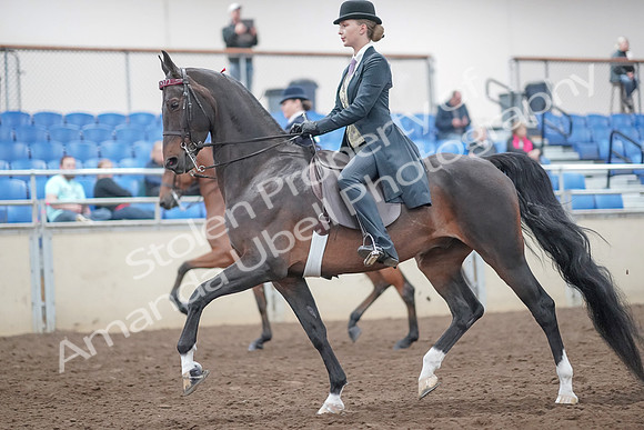 2019 Morgan Horse Show - Aug 31, 2019 - 08484
