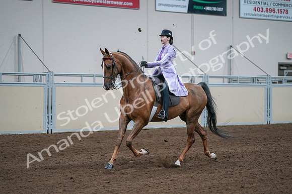 2020 - AB Morgan Horse - Fri, Sept 04 - 05022