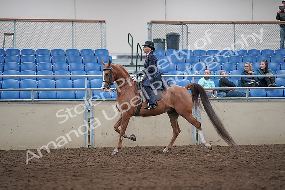 2019 Morgan Horse Show - Aug 31, 2019 - 08558