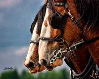 Horse Pull - 008