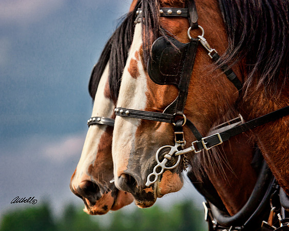 Horse Pull - 008