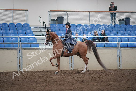 2019 Morgan Horse Show - Aug 31, 2019 - 08553