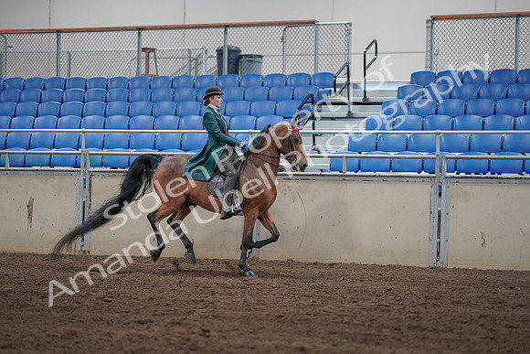 2019 Morgan Horse Show - Sept 01, 2019 - 13406