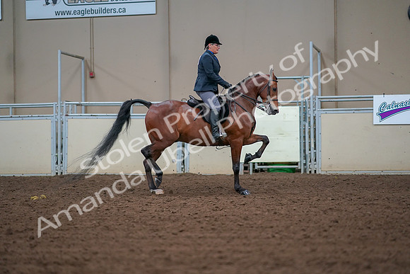 2019 Morgan Horse Show - Aug 30, 2019 - 20734