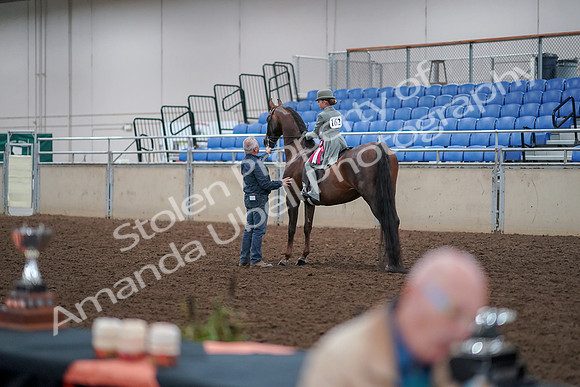 2019 Morgan Horse Show - Aug 30, 2019 - 18204