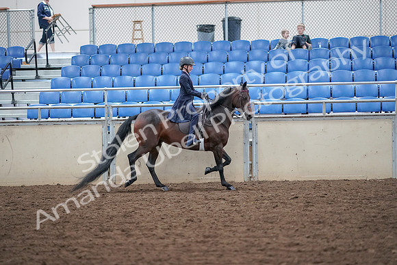 2019 Morgan Horse Show - Aug 30, 2019 - 18131