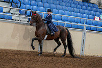 2020 - AB Morgan Horse - Fri, Sept 04 - 03633