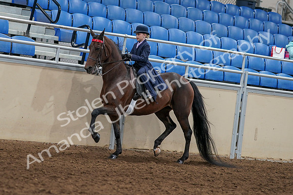 2020 - AB Morgan Horse - Fri, Sept 04 - 03633