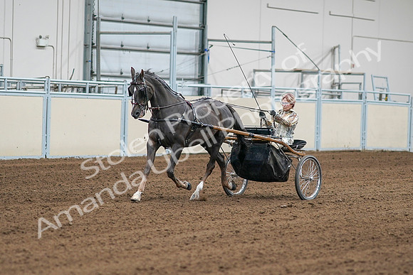 2020 - AB Morgan Horse - Sat, Sept 05 - 05975