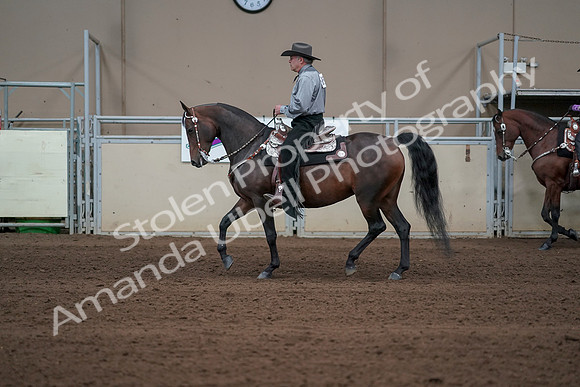 2019 Morgan Horse Show - Sept 01, 2019 - 06871