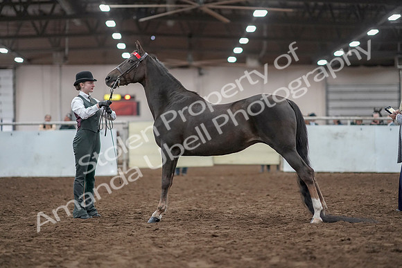 2019 Morgan Horse Show - Aug 31, 2019 - 01997