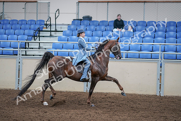 2020 - AB Morgan Horse - Fri, Sept 04 - 05076
