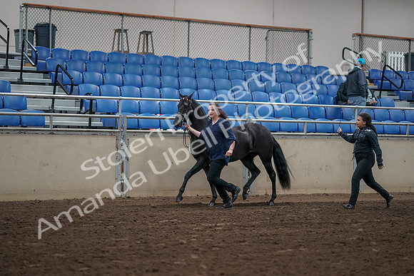 2019 Morgan Horse Show - Aug 31, 2019 - 00498