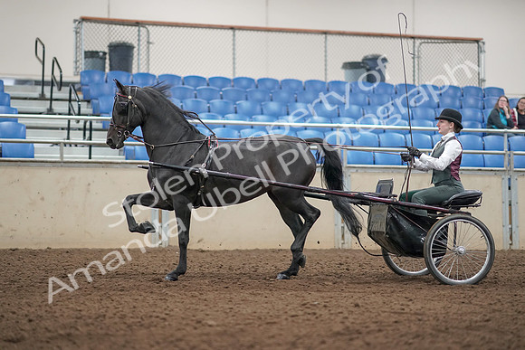 2019 Morgan Horse Show - Aug 31, 2019 - 04678