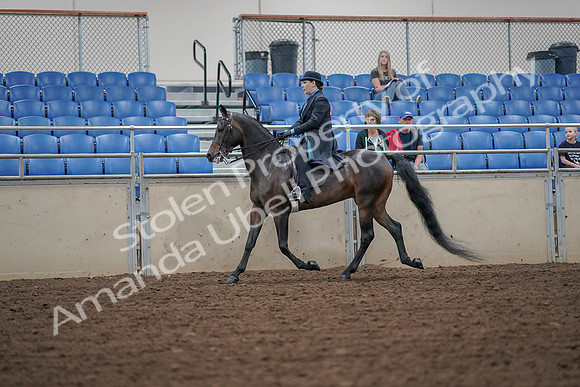 2019 Morgan Horse Show - Aug 30, 2019 - 15384