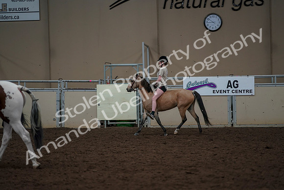 2019 Morgan Horse Show - Aug 30, 2019 - 31177
