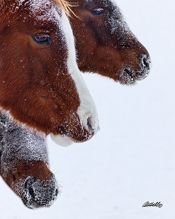 Arabians - 029