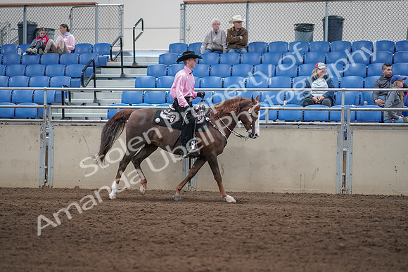 2019 Morgan Horse Show - Sept 01, 2019 - 07050