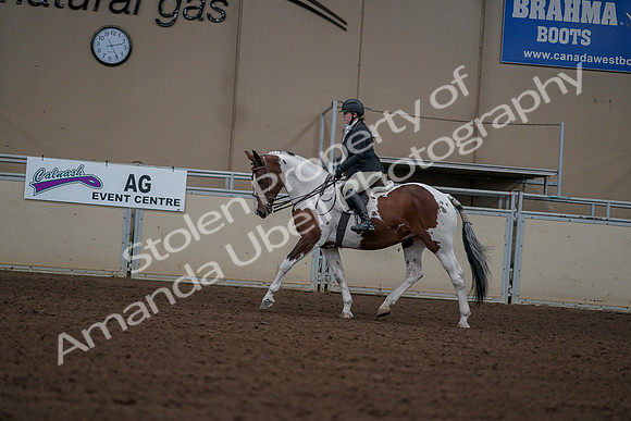 2019 Morgan Horse Show - Aug 30, 2019 - 14907