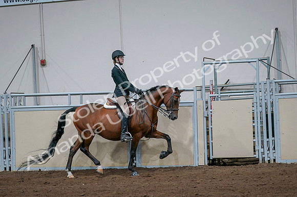 2020 - AB Morgan Horse - Fri, Sept 04 - 06016