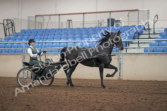 2019 Morgan Horse Show - Aug 31, 2019 - 04715