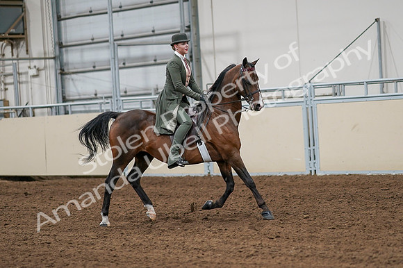 2020 - AB Morgan Horse - Fri, Sept 04 - 03355