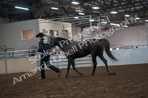 2019 Morgan Horse Show - Aug 31, 2019 - 02067