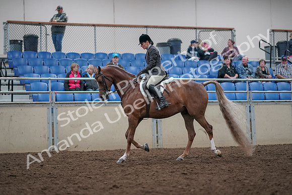 2019 Morgan Horse Show - Aug 31, 2019 - 15938