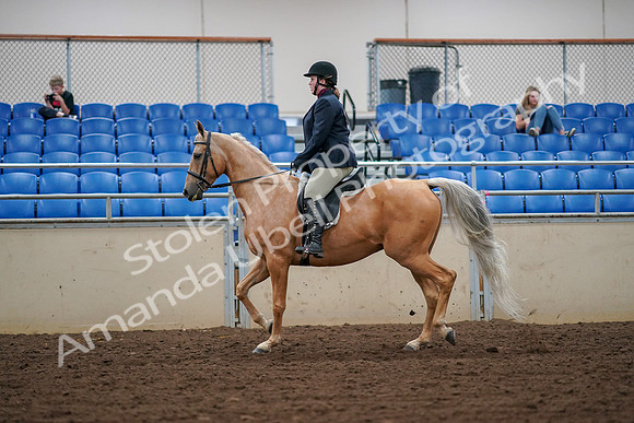 2019 Morgan Horse Show - Aug 30, 2019 - 16081