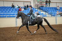 2020 - AB Morgan Horse - Sat, Sept 05 - 13576