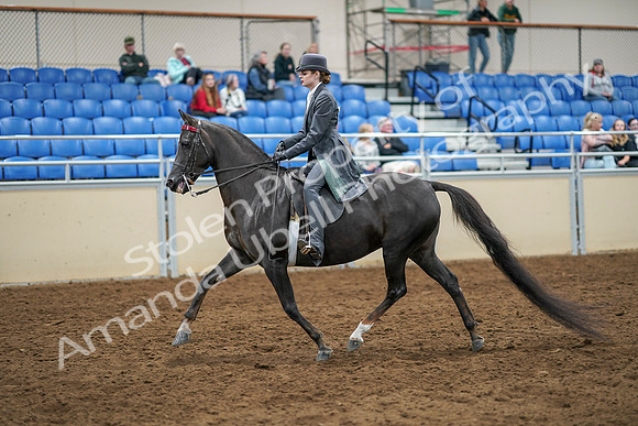 2020 - AB Morgan Horse - Sat, Sept 05 - 13576