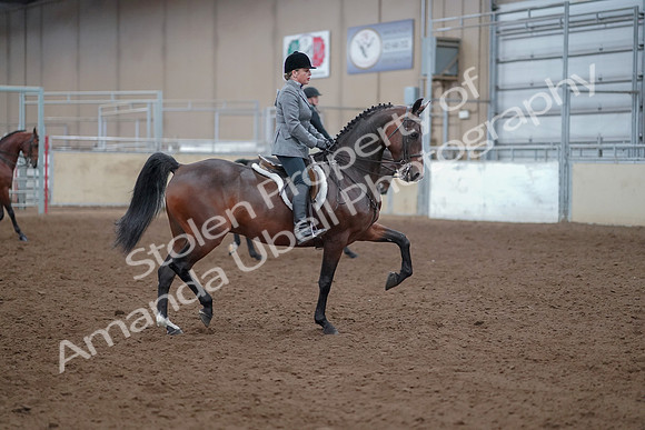 2019 Morgan Horse Show - Aug 30, 2019 - 20669