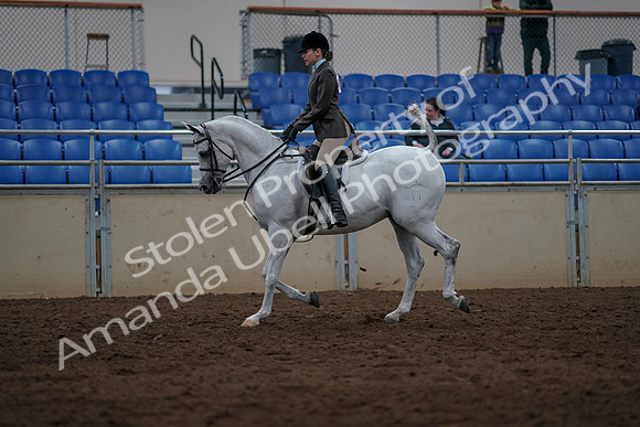 2019 Morgan Horse Show - Sept 01, 2019 - 08571