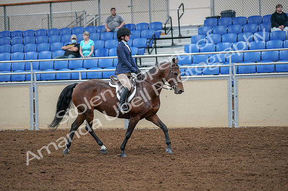 2020 - AB Morgan Horse - Fri, Sept 04 - 06080