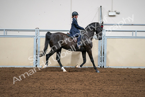 2020 - AB Morgan Horse - Fri, Sept 04 - 03086