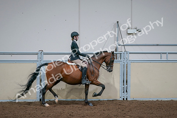 2020 - AB Morgan Horse - Fri, Sept 04 - 06034