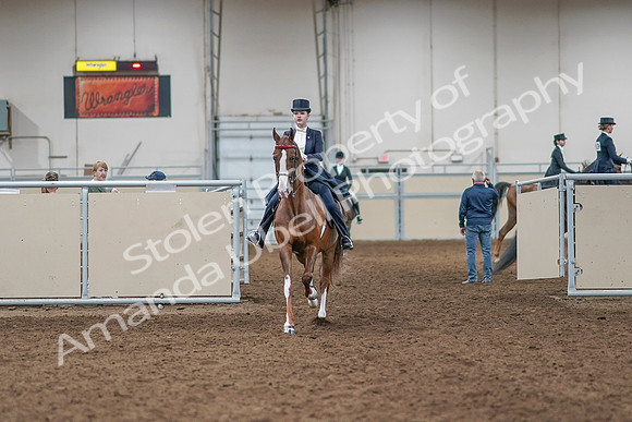 2020 - AB Morgan Horse - Sat, Sept 05 - 11355