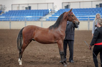 2019 Morgan Horse Show - Aug 31, 2019 - 00129