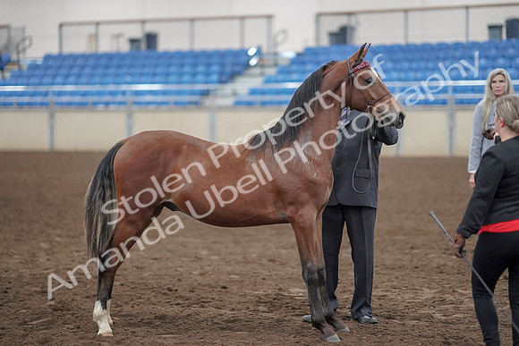 2019 Morgan Horse Show - Aug 31, 2019 - 00129