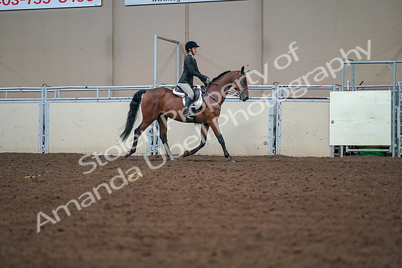 2019 Morgan Horse Show - Aug 30, 2019 - 20850