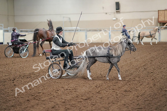 2019 Morgan Horse Show - Aug 30, 2019 - 13334