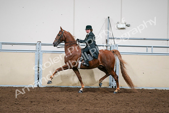 2020 - AB Morgan Horse - Sat, Sept 05 - 08061