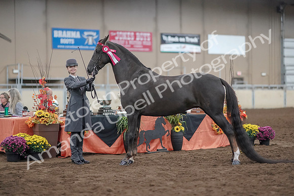 2019 Morgan Horse Show - Aug 31, 2019 - 02076