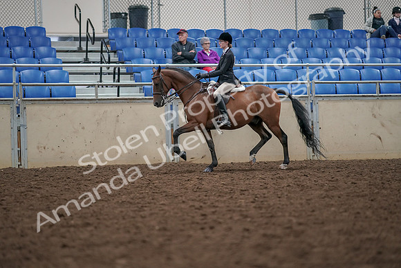 2019 Morgan Horse Show - Aug 30, 2019 - 20353