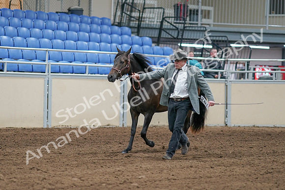 2020 - AB Morgan Horse - Sat, Sept 05 - 00238