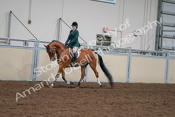 2020 - AB Morgan Horse - Sat, Sept 05 - 05007